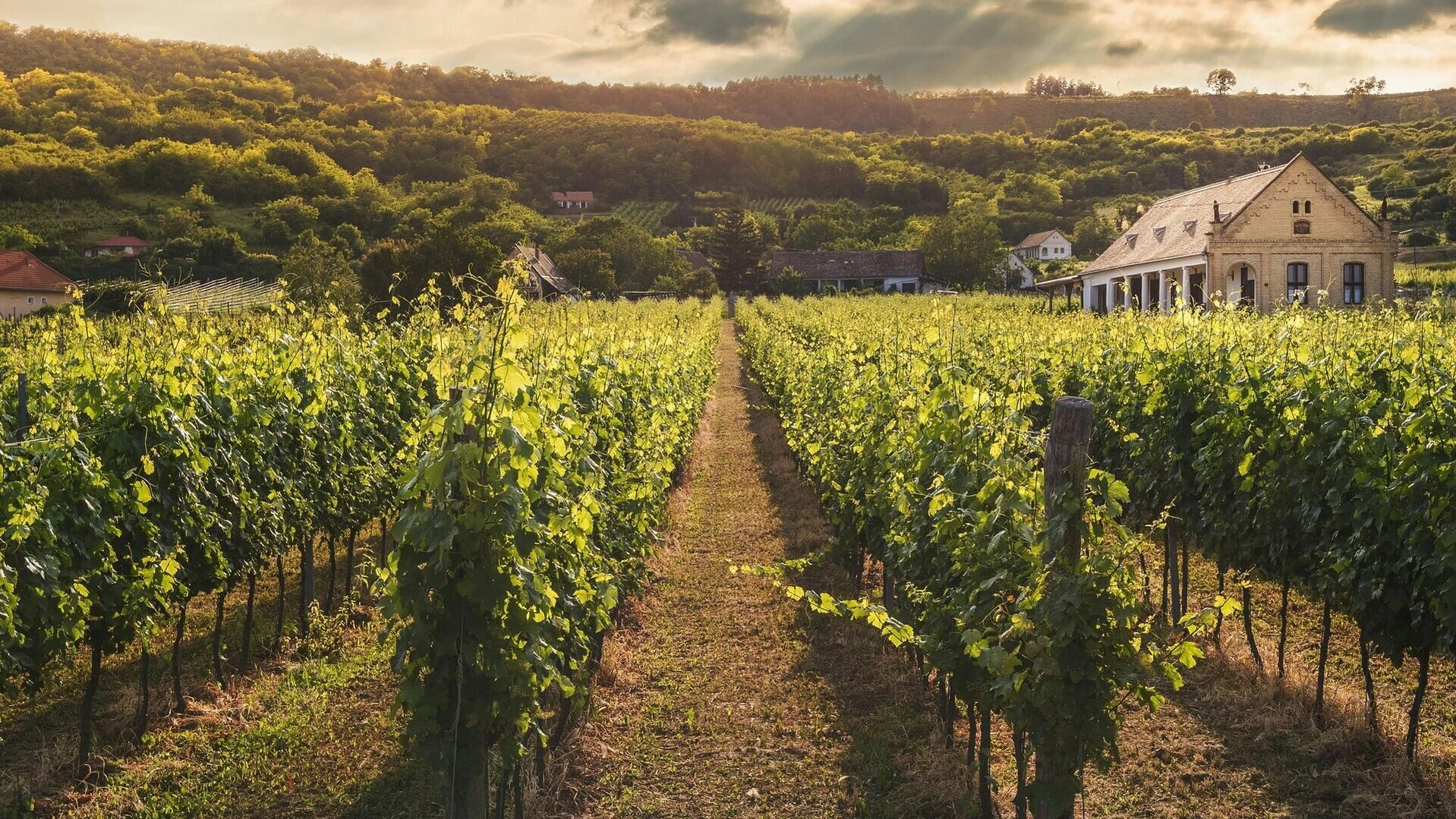 Freundesgruppe bei Weinprobe